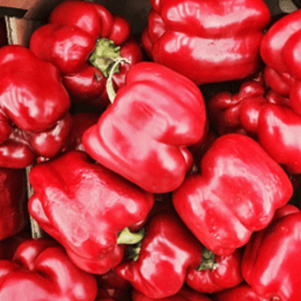 pepper (Red)